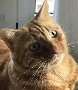 Close-up of cat looking away at home