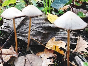 Close-up of mushrooms