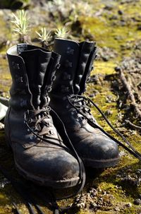 Close-up of shoes on plant