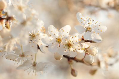 Close-up of white cherry blossom tree