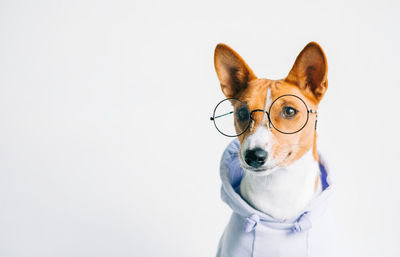 Close-up portrait of dog against white background