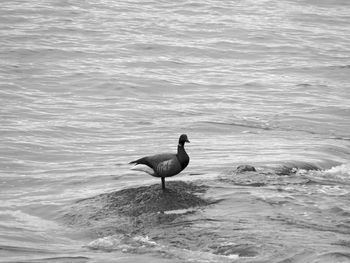 Bird swimming in sea