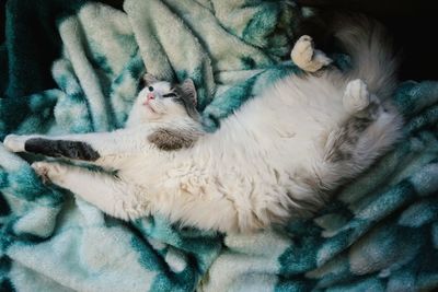 Close-up of dog sleeping on bed