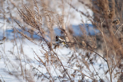 Close-up of bird perching on branch