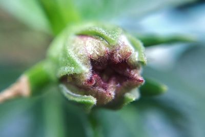 Close-up of red flower bud