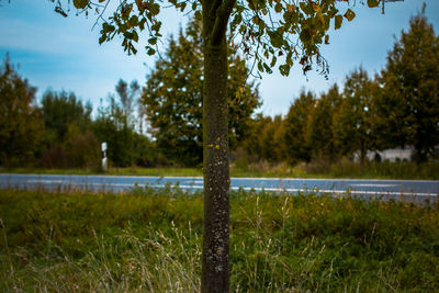 Close-up of tree trunk against sky