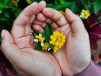 Close-up of hand holding yellow flower