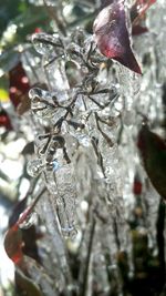 Close-up of water drops on leaves