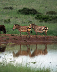 Zebra standing in lake