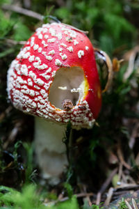 Close-up of fly agaric mushroom