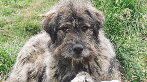 Portrait of hairy dog resting on field