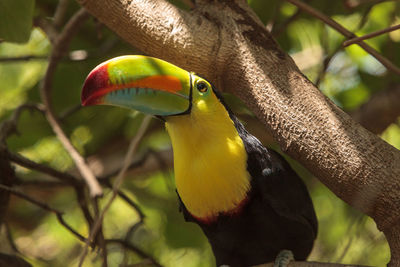 Close-up of parrot perching on tree