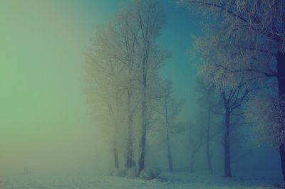 View of trees on snow covered landscape