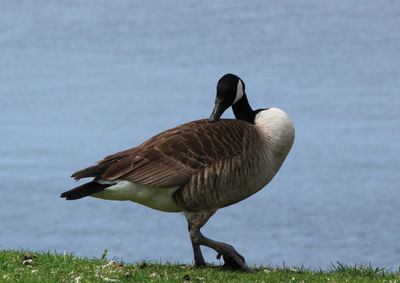 High angle view of a bird on field