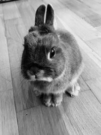 High angle view of a cat on hardwood floor