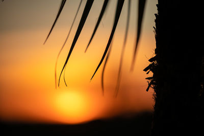 Close-up of silhouette plants against sky during sunset