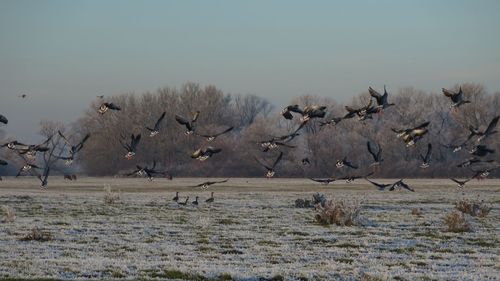 Scenic view birds on tree against sky