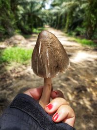 Mushrooms in my hand