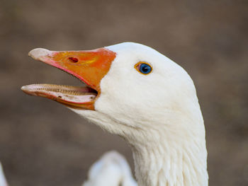 Close-up of duck