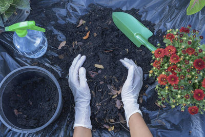 High angle view of hand holding potted plant