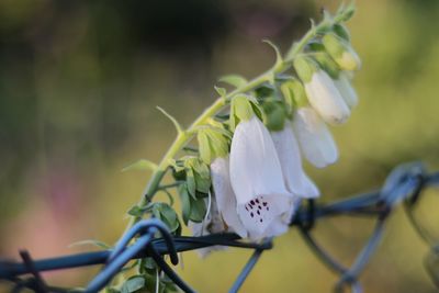 Close-up of white flowering plant