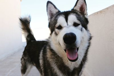 Close-up portrait of dog on snow against sky