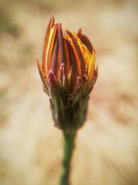 Close-up of orange flower head