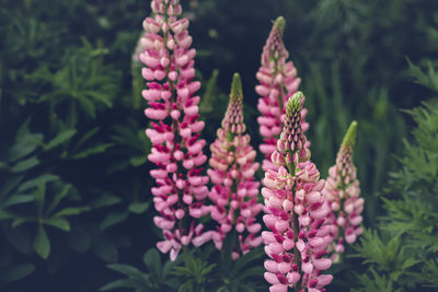 Close-up of pink flowering plant