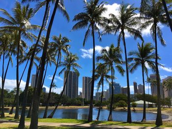 Palm trees by swimming pool against sky