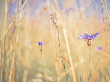 Close-up of purple flowering plants on field