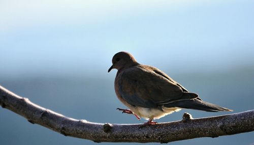 Close-up of bird perching on branch against clear sky