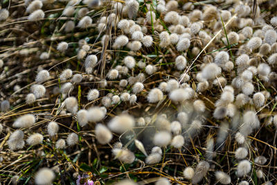 Full frame shot of white plants