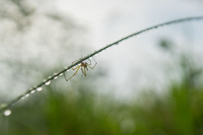 Close-up of dragonfly