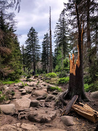 Trees growing in forest against sky