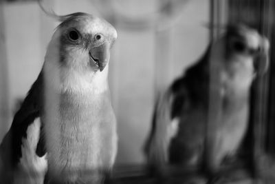 Close-up of bird