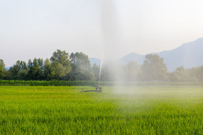 Scenic view of agricultural field against clear sky during sunset