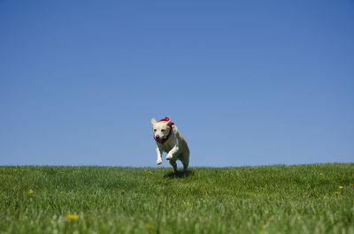 Labrador retriever running on grassy field