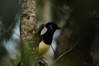 Close-up of bird perching on branch