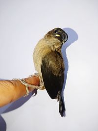 Close-up of bird perching against white background