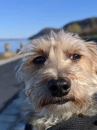 Close-up portrait of a dog