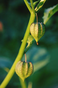 Close-up of flower bud