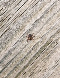 Close-up of spider on wall