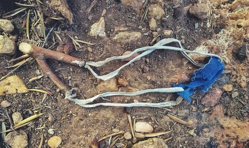 High angle view of dead plant on field