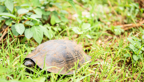Turtle in a field