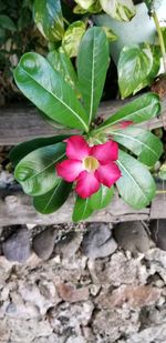 Close-up of pink flowering plant leaves