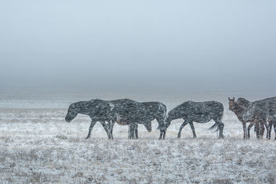 View of animals on snow covered land