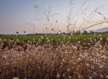 Plants growing on field against sky