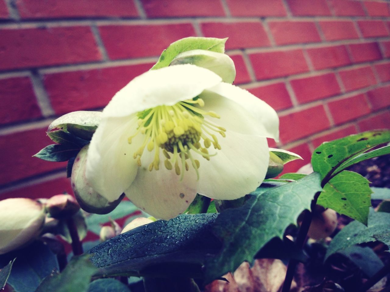 flower, freshness, petal, white color, flower head, close-up, fragility, growth, leaf, plant, nature, beauty in nature, animal themes, one animal, blooming, no people, red, white, stem, day