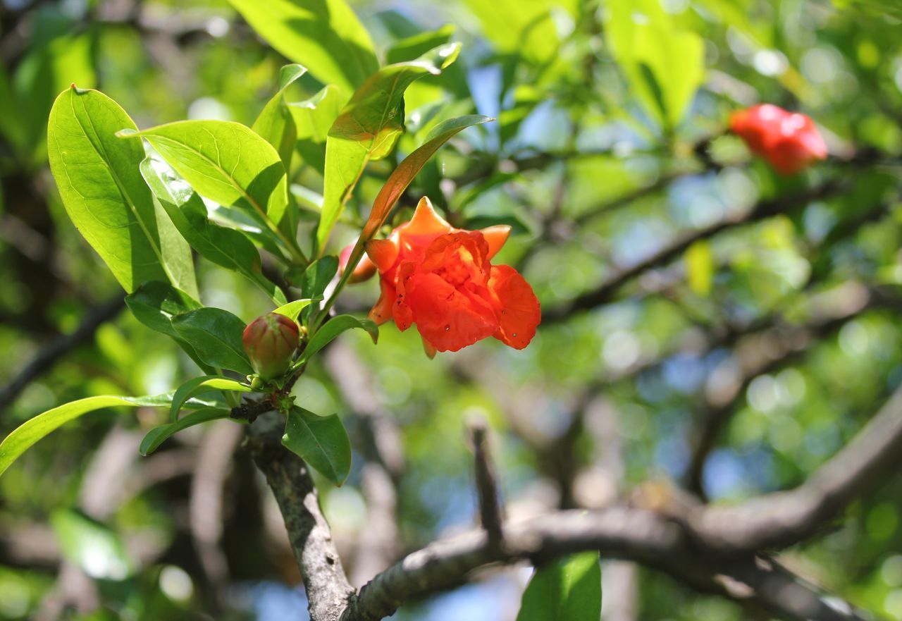 CLOSE-UP OF FLOWERING PLANT