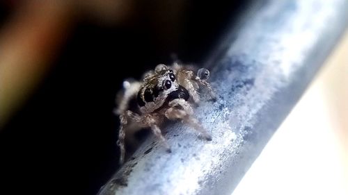 Close-up of spider